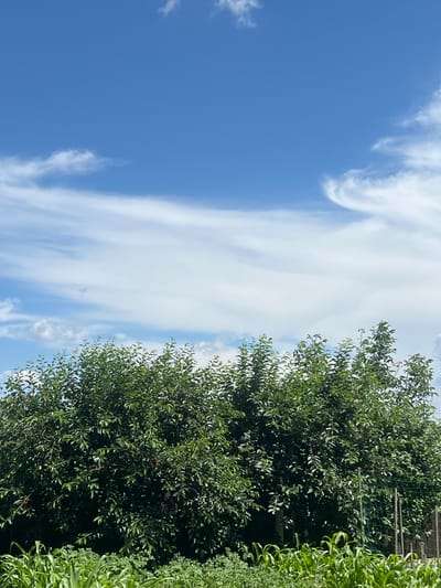 A vertical, outdoor, daytime shot shows a bright blue sky with wispy white clouds. On the right side of the frame, a dense, dark green tree with small leaves and some red berries fills much of the space. To the far right, a lighter green shrub or vine with long, ribbon-like leaves is visible. A green mesh fence can be seen behind the tree. The image appears to be taken in a natural outdoor setting, possibly a garden or park, under sunny weather conditions. There is no visible text.