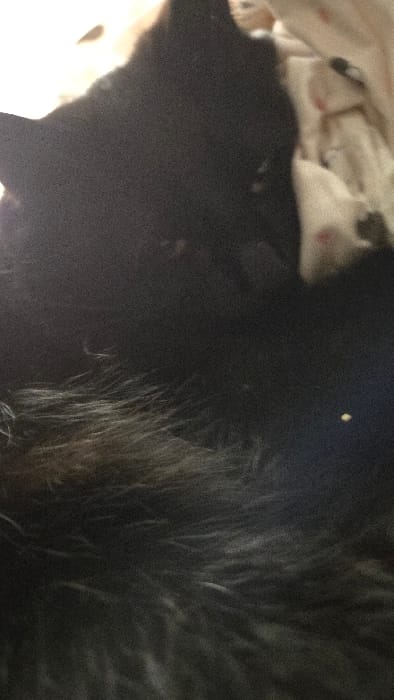 A close-up image showcases a dark-furred animal, likely a dog or cat, nestled in bedding. The fur appears long and dense, with variations in tone suggesting subtle highlights. A lighter-colored hand or paw is visible in the lower left corner, possibly belonging to the animal's owner. The background includes patterned fabric, possibly a blanket or sheet, with small dark or reddish spots. The composition is somewhat obscured due to low lighting and focus.