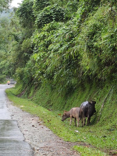Two water buffaloes, one adult and one calf, are standing on a grassy embankment next to a wet, paved road. The adult buffalo is dark grey, while the calf is a lighter brown. They are facing away from the camera and towards the embankment. The road curves to the left in the background, where a person on a yellow motorcycle is visible. The embankment is covered in lush green grass and dense foliage, with bamboo-like plants and trees forming a thick wall of greenery on the right side of the image. The scene appears to be in a rural area, possibly in Mậu Duệ Commune, Vietnam, given the presence of water buffaloes and the tropical vegetation. The overall atmosphere is damp and overcast.