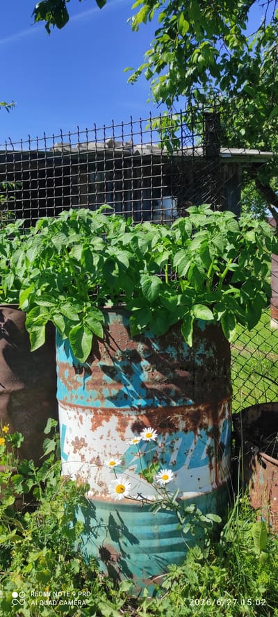 In Ülgase, Estonia, a rusted, weathered barrel, painted with faded blue and white markings, serves as a makeshift planter for a lush crop of green potato plants. The barrel sits amidst overgrown vegetation, with hints of daisies blooming near its base. A chain-link fence runs across the background, behind which a rustic wooden structure is partially visible. Sunlight filters through the leaves of overhanging trees, casting dappled shadows on the scene. The sky above is a clear, bright blue, indicating a sunny day. The overall impression is one of rural simplicity and organic gardening, with the abandoned industrial aesthetic of the barrel contrasting with the vibrant life of the plants.