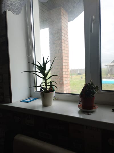 The image shows a windowsill with two potted plants and a decorative item. On the left is a large aloe vera plant in a white pot. It has thick, spiky green leaves. Attached to the pot is a small, colorful decorative figurine. Next to the aloe vera is a small blue mat with a white embroidered pattern. To the right of the aloe vera is a smaller plant with rounded, dark green leaves in a terra cotta pot with a decorative saucer. The windowsill itself is white and appears to be made of plastic.
The window behind the plants offers a view of an outdoor scene. There is a brick pillar to the left, and beyond that, a green lawn and a wooden fence. In the distance, a building with a red roof is visible, along with a blue inflatable pool. The sky appears overcast, suggesting a cloudy day. The lighting in the image is somewhat dim, with shadows cast by the plants, indicating it might be morning or late afternoon. The overall impression is one of a domestic interior looking out onto a rural or suburban yard.
The background wall of the room below the windowsill is decorated with a dark wallpaper featuring images of coffee cups, teacups, and the word "HOME" in various fonts and styles, suggesting a kitchen or dining area. Some text is visible on the wallpaper, including "GOOD FOOD" and "COFFEE."
There are no people or animals visible in the image. The scene is static and peaceful, with the focus on the plants and the view outside. The image appears to have been taken indoors in Belarus, based on the provided location context.