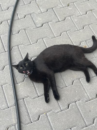 A black cat with green eyes lies on its side on a paved patio, its tongue sticking out. The cat is wearing a collar with a tag. A dark cord runs along the left side of the image. The scene is outdoors on a sunny day in Ognyanovo, Bulgaria.