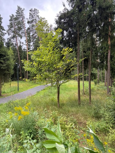 The image depicts a natural park-like setting with a paved pathway winding through tall evergreen trees and a scattering of deciduous trees. The pathway is bordered by lush green grass and wild yellow flowers. A lamppost with three lights is visible on the left side of the pathway. The sky is overcast with gray clouds. The scene appears to be in a public outdoor space.