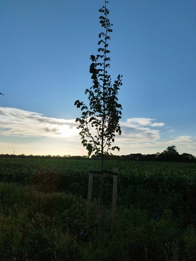 A silhouetted young tree, supported by wooden stakes, stands prominently in the foreground. The tree is set against a backdrop of a vast, green agricultural field, likely a crop such as corn. Beyond the field, a line of trees forms the horizon, silhouetted against a twilight sky. The sky itself displays a gradient of blue, transitioning to lighter shades near the horizon where the sun is setting. Wispy clouds are present in the sky, catching the last rays of the sun, which is partially obscured by them. The overall scene suggests an outdoor setting in a rural area, possibly a field on the outskirts of Schiffdorf, Germany, during dusk. The lighting indicates it is either early morning or late evening. There are no people or animals visible in the image.