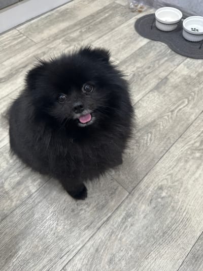 A black Pomeranian dog sits on a grey laminate floor. The dog is facing the camera with its tongue sticking out slightly. In the background, there are two white pet bowls on a grey mat. The scene appears to be indoors. The location in the city of Petropavl, Kazakhstan, is not discernible from the image.