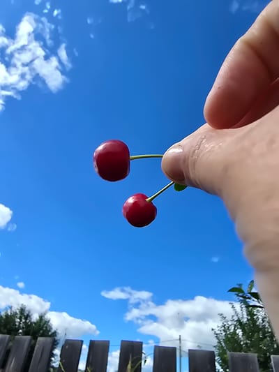 A close-up, low-angle shot shows a person's thumb and forefinger holding two ripe cherries against a bright blue sky with scattered white clouds. The cherries are suspended by thin green stems. In the background, a weathered wooden fence is visible, with green foliage and trees beyond. The setting appears to be outdoors, possibly in a rural or suburban area in Ермолаево, Russia, given the presence of the fence and trees.