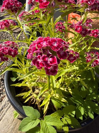 The image shows a close-up of a potted plant with bright pink and white dianthus flowers. The flowers are in clusters and have ruffled petals. The plant has green, lance-shaped leaves. The pot is black and is sitting on a textured grey surface, possibly concrete or stone, with small pebbles scattered around. In the background, there is a blurred orange object and more foliage. The lighting suggests it is daytime, with strong sunlight casting shadows. The scene is outdoors, likely in a garden or on a patio. There are no people visible in the image. The location is identified as Kamennomostskiy, Russia.