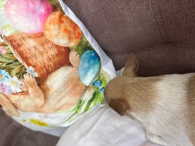 A tan and white dog is resting on a pillow with an Easter-themed print featuring a basket of eggs and a rabbit. The dog's head is turned away from the camera, and its body is partially visible. The pillow is placed on a textured brown surface, possibly a couch. The scene appears to be indoors. There is no information about the location in Tambov, Russia, or the presence of any people.