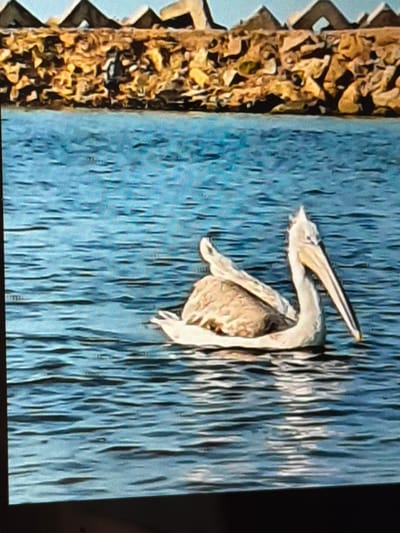 The media file displays a close-up, vertically oriented image of a bird, likely a pelican, emerging from textured blue water. The bird is predominantly light-colored, with a long, slender beak pointing upwards and to the left. Its body is visible, showing a light brown and white mottled pattern. The bird appears to be in motion, with its wings partially extended. The background is a textured surface of blue, resembling choppy water with vertical streaks of darker and lighter blue, possibly representing ripples or reflections. To the left of the bird and water, there is a distinct, jagged brown and tan object. This object has a textured, almost organic appearance, with sharp, angular shapes. It runs vertically along the left edge of the frame. The overall impression is of a natural scene, possibly a lake or river, with the bird interacting with its environment. The lighting suggests daylight, and there are no clear indicators of specific weather conditions or time of day beyond that. The location context provided is Lopatino, Russia. No text is visible in the image.