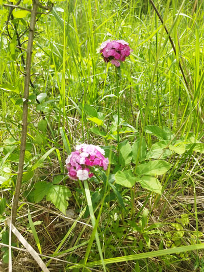 A close-up, vertical, outdoor photograph shows two clusters of pink and white flowers, identified as Dianthus barbatus (Sweet William), growing in a grassy, uncultivated area. The flowers are in bloom and appear somewhat fuzzy due to their serrated petals. They are positioned at different heights within the frame, with one cluster towards the bottom center and the other higher up and slightly to the right. The surrounding environment is densely populated with various green grasses and some foliage. A thin, brown, vertical stem is visible on the left side of the image, likely part of a larger plant or shrub. The lighting suggests it is daytime, with sunlight creating some highlights and shadows on the leaves and flowers. The scene appears to be in a natural setting, potentially a field or garden edge in Rozdil, Ukraine. There are no people or animals present in the image. The overall impression is one of natural, wild growth.