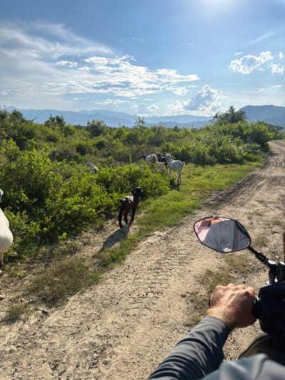 The image captures a rural scene in Cam Lam, Vietnam, on a bright, sunny day. A dirt road, marked with tire tracks, leads through a landscape of green, bushy vegetation and distant, hazy mountains. A herd of goats is scattered across the grassy area to the left of the road. One dark-colored goat kid stands prominently in the foreground on the dirt path, facing away from the camera. In the lower right corner, the hand and arm of a person are visible, holding the handlebar of a motorcycle. The motorcycle's rearview mirror reflects the sky and a person wearing a pink shirt. The sky is a vibrant blue, dotted with fluffy white clouds, with the sun's glare visible in the upper right quadrant. The overall impression is one of a peaceful, pastoral setting.