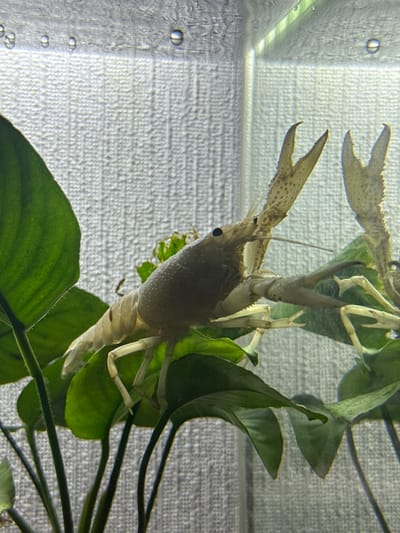 An off-white crayfish with dark eyes and speckled claws is prominently featured, clinging to vibrant green aquatic plants within an aquarium. The crayfish is positioned horizontally, appearing to be upside down or clinging to the underside of the broad-leafed plants, with its body and legs visible. Its large claws are extended, one partially obscured by a leaf. The background consists of a light gray, textured surface, likely the wall behind the aquarium or a tank background, with vertical lines suggesting panels. Numerous small air bubbles are visible along the left edge of the aquarium glass, indicating the presence of water and possibly aeration. No discernible text is visible. The scene captures an intimate moment of aquatic life within an indoor setting in Vniissok, Russia.