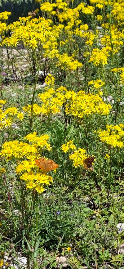 The image shows a close-up view of a field of yellow wildflowers, likely in bloom. Two butterflies are visible, one orange with black spots and the other darker with intricate brown markings. They appear to be resting on or feeding from the flowers. The ground is covered with green foliage, small stones, and some dry plant matter. The scene suggests a natural outdoor environment, possibly a meadow or a rural area. The image does not provide any specific visual cues to pinpoint the location to Panga, Estonia.