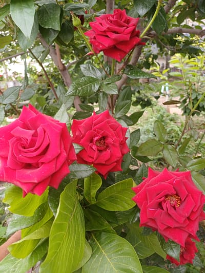 The image shows a close-up view of a rose bush in an outdoor setting. Four red roses are in bloom, surrounded by green leaves. The background includes other foliage and tree branches. The location of the image is Kyzyl-Kyya, Kyrgyzstan. There are no people visible in the image.