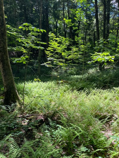 The image depicts a dense forest floor covered in vibrant green ferns, illuminated by dappled sunlight filtering through the overhead canopy of trees. The forest is located in the Town of Greig, United States of America. In the foreground, a large tree trunk, textured with bark, stands to the left, partially obscuring the view into the deeper woods. Tall, slender trees with dark bark rise vertically into the background, their upper branches forming a dense, leafy ceiling. The undergrowth is predominantly comprised of lush ferns, varying in height and density, with some appearing more delicate and feathery, while others are broader and more robust. Scattered amidst the ferns are areas of shadow and darker foliage, suggesting the natural unevenness of the forest floor. There are no people or animals visible in the scene. The overall impression is one of a tranquil, natural woodland environment.