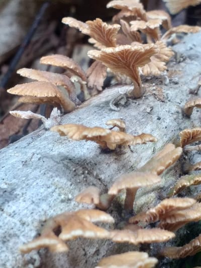 The image depicts a cluster of brown, shelf-like fungi growing on a textured, gray log. The fungi are small with a fan-like structure. Some are more developed and have pronounced ridges. The log is weathered and appears to be decaying. The composition is close-up, providing a detailed view of the fungi's texture and their attachment to the log. The scene suggests a damp, forest environment.