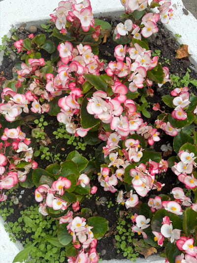 A close-up, eye-level shot depicts a planter box filled with a dense cluster of pink and white begonia flowers and their green leaves. The planter, made of white material, is positioned in an outdoor urban setting. The flowers are in various stages of bloom, with some fully open and others still budding. A few small green sprouts and a dried brown leaf are visible amongst the soil and flowers. The background is out of focus, suggesting a shallow depth of field. The overall impression is one of lush vegetation within a city environment. The location is identified as Vidnoye, Russia.