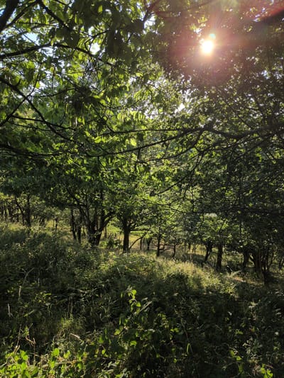 In a densely wooded area in Little Wenlock, United Kingdom, sunlight streams through the lush green canopy of trees. The sun, a bright orb in the upper right quadrant of the image, casts a warm glow and creates lens flare effects. The foreground is a thick undergrowth of grass and various plants, some of which are catching the light and appearing vibrantly green, while others are in shadow. The trees in the background are also heavily leafed, with branches creating a network of shadows and light patterns. The scene suggests a natural, untamed environment, possibly a forest or a wild garden. There are no people or animals visible in the frame. The overall impression is one of a peaceful, sun-dappled woodland.