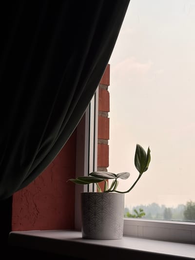 The image shows a potted plant on a windowsill. The plant has several leaves, some of which are unfurling. The pot is white with a geometric pattern. The windowsill is white and appears to be made of a solid material. Behind the plant and windowsill, there is a window with a view of trees and a hazy sky. To the left of the window, a dark curtain is drawn, partially obscuring the view. The wall to the left of the window is reddish-brown and textured. A brick wall is visible to the right of the window. The scene appears to be indoors, looking out of a window. There are no people or animals visible in the image. The location is identified as Leninsk-Kuznetskiy, Russia.