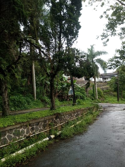 A road curves through a lush, green landscape. A stone wall overgrown with vegetation lines one side of the road. Tall trees and dense foliage fill the background. A palm tree and a building can be seen further uphill. The road appears wet, possibly after rain, reflecting the overcast sky.