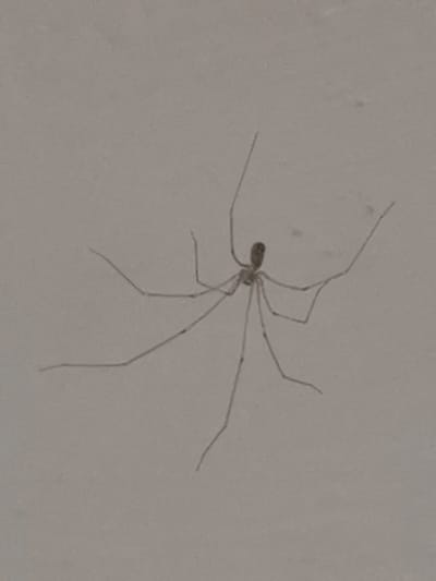 The image shows a single, long-legged spider on a light-colored, textured surface, likely a wall. The spider is centrally located and its eight thin legs are spread out. Its body is small and elongated. The lighting is even, and the background is uniform, suggesting an indoor environment. There is no visible context that would place this scene in the city of Ripon, United Kingdom.