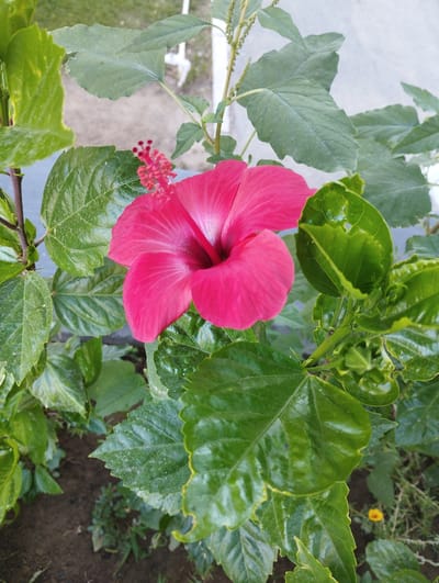 A close-up, eye-level shot captures a vibrant pink hibiscus flower in full bloom. The flower is positioned slightly off-center to the right, with its delicate petals unfurling. Surrounding the hibiscus are lush, dark green leaves, some of which show signs of minor damage with small holes. The background is a soft blur of more foliage and a light-colored wall, suggesting an outdoor garden or potted plant setting, likely in the city of Zarafshan, Uzbekistan. The overall impression is one of natural beauty, with the bright hibiscus serving as the focal point against a backdrop of verdant greenery.