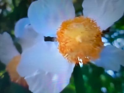 The image is a close-up, slightly out-of-focus view of a flower with a prominent orange center and white petals. The background consists of blurred green foliage. The image exhibits a visible digital screen artifacting, characterized by horizontal lines, suggesting it was captured from a display screen rather than being a direct photograph of the subject. There are no people, specific objects, or identifiable locations within the frame. The scene is entirely botanical. The location in Çiğli, Turkey, is not discernible from the visual information provided.