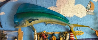 This image displays a section of an indoor wall adorned with nautical and fishing-themed decor in Cutler Bay, United States of America. The wall is painted a textured, mottled blue, interspersed with irregular white patches. The central and most prominent object is a large, vibrant replica of a Mahi-Mahi fish, mounted horizontally and angled slightly upwards, with its head positioned to the left. The fish exhibits a bright blue head and dorsal fin, transitioning to greenish-yellow along its body, and a yellow tail. Its mouth is slightly open.
Below the Mahi-Mahi, a rustic, horizontally oriented wooden plank supports an array of smaller decorative items. These include a partial view of a model sailing ship framed by rope on the far left, a miniature white and red striped lighthouse, a red crab or lobster figurine, various seashells, a small blue and brown shack ornament, and a dark wooden ship's wheel. To the right of these items, a small, light-colored boat decoration is visible, from which a thin brown mast or fishing rod extends. Beneath the Mahi-Mahi's tail, a yellow oval sign hangs, displaying the text "KEEP FISHING" with additional, smaller text below it. Further to the upper right of the fish, a wooden sailboat-shaped wall hanging, painted light blue and brown, is visible. Directly beneath this sailboat are two stacked rectangular wooden signs, the upper one reading "LET YOUR" and the lower one stating "DREAMS SAIL". No individuals are present in the scene.