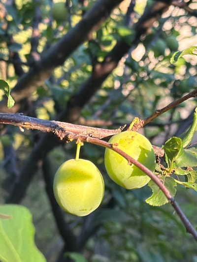The image shows two unripe, light green plums on a branch of a plum tree. The plums are round and smooth, with a slight sheen. One plum is larger and positioned higher on the branch, while the other is slightly smaller and located below and to the right. The branch is thin and brown, with a few small buds or thorns visible. Leaves are present on the tree, some in focus and others blurred in the background, suggesting a dappled sunlight effect. The background is a soft blur of green foliage and tree branches, indicating an outdoor setting in a natural environment, possibly a garden or orchard.

The lighting suggests it is daytime, likely late afternoon or early morning due to the warm, soft quality of the light and the shadows cast. The overall mood is peaceful and natural. There are no people or visible text in the image. The scene depicts the natural growth process of fruit on a tree. The location context of Obukhivka, Ukraine, places this scene within a specific geographic region known for its natural landscapes and agriculture.