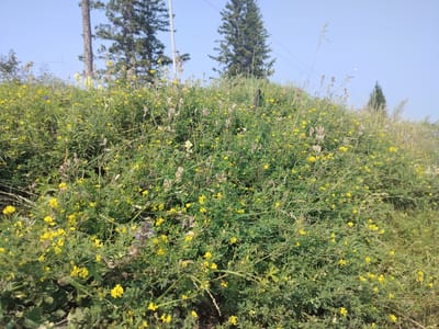 The image shows a dense growth of green vegetation, primarily bushes and tall grasses, interspersed with numerous small yellow flowers. A few purple flowers are also visible, along with some dried stalks of grass. In the background, two tall evergreen trees are prominent against a clear blue sky, with a thinner tree visible further to the right. Power lines are strung between poles in the distance. The scene appears to be an outdoor, natural setting, possibly a roadside or a clearing, located in Bestyakh, Russia. There are no people or animals present in the image.