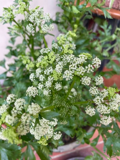 The image presents a close-up view of a celery plant (Apium graveolens) in full bloom. It is located on an outdoor patio or balcony, as suggested by the brick or tile flooring visible in the background. The plant has numerous small, white flowers clustered in umbels, interspersed with green leaves. The location is Chandigarh, India.