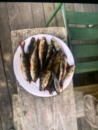 A white plate is filled with numerous small, freshly caught fish, likely perch, with distinctive dark vertical stripes and reddish fins. The plate is positioned on a weathered wooden surface, which appears to be the top of a picnic table or a similar outdoor structure. The background reveals more wooden planks, suggesting an outdoor setting, possibly a pier or a deck. To the right of the wooden surface, a green metal chair is partially visible. The lighting indicates it is daytime, and the overall scene suggests a casual, possibly recreational, moment, such as after a fishing trip. The specific location in the city of Kerava, Finland, cannot be determined from the visual information alone.