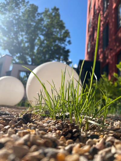 The image shows a close-up, low-angle view of grass growing among pebbles, with two white spherical objects in the background. Beyond the spheres, a tree with green leaves is visible against a bright blue sky, suggesting it is a sunny day. A red-tiled roof of a building can also be seen in the lower right portion of the frame, partially obscured by greenery and out of focus. The perspective is such that the grass blades are prominently featured, with some catching the sunlight. The overall scene appears to be an outdoor setting, possibly a garden or urban space. The time of day is likely daytime due to the bright sunlight and clear blue sky. There is no visible text in the image.