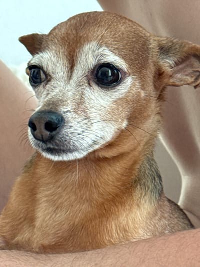 The media file is a close-up, vertically oriented photograph of a small, elderly dog. The dog has light brown fur with white hairs around its muzzle and eyes, suggesting age. Its eyes are dark and appear slightly cloudy. The dog's nose is black and moist. The background is out of focus, appearing to be a muted, neutral color, possibly a blanket or upholstery. A portion of a human leg, with visible hair, is visible on the right side of the frame, suggesting the dog is being held or is resting against someone. The lighting is soft and appears to be from an indoor source. The overall mood is intimate and suggests a moment of quiet companionship. There is no visible text in the image. The location context provided is Laikovo, Russia, but there are no visual cues within the image to confirm this.