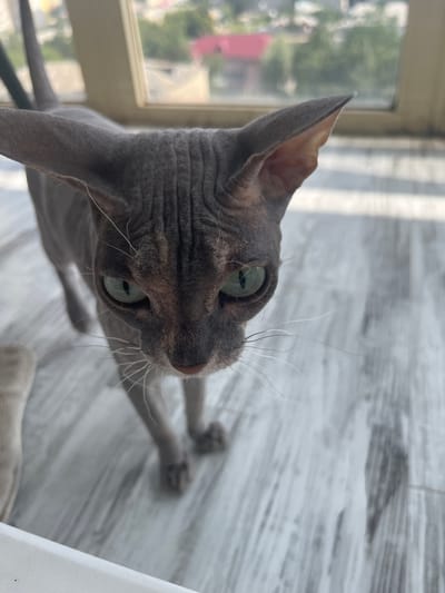 An image depicts a close-up, eye-level shot of a Sphynx cat looking directly at the camera. The cat has grey wrinkled skin and striking green eyes. Its ears are large and prominent, and its whiskers are long and white. The cat is standing on a light-colored, textured floor, possibly wood or laminate, with a subtle striped pattern. In the background, out of focus, a window shows a glimpse of an urban environment with trees and buildings. The lighting suggests it is daytime, with sunlight casting shadows. The specific location in Kopeysk, Russia, cannot be determined from the visual information alone. There are no people visible in the image, and the cat appears to be the sole subject.