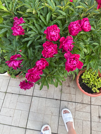 In Mayak, Russia, a high-angle shot captures a vibrant garden scene. The foreground is dominated by lush, green foliage and several large, fully bloomed fuchsia peonies. These flowers are densely packed with petals and have a rich, saturated color. In the lower portion of the image, a person's feet are visible, wearing white slides. One foot is placed on a tiled pathway, and the other is slightly angled. To the right, a terracotta pot contains a cluster of small, bright green plants. The tiled pathway is made of light-colored square tiles, some of which show faint signs of wear or embedded debris. The overall impression is one of a well-maintained outdoor space, likely a backyard or garden area, bathed in natural light.