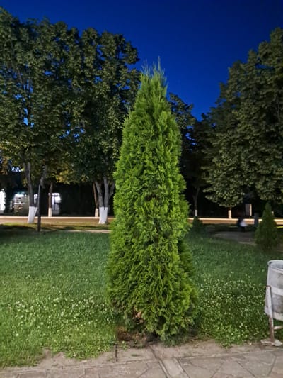 The image depicts a park scene at dusk, with a clear blue sky visible above the trees. A well-maintained evergreen bush, shaped like a cone, is prominently featured in the foreground, with its vibrant green foliage contrasting against the dark sky. To the left, large trees with dense canopies create a shadowy backdrop. The ground is covered in lush green grass, interspersed with small white flowers. A paved walkway or patio area runs along the right side of the image. In the background, there are hints of park infrastructure, including lampposts that are beginning to illuminate the scene and a trash receptacle. The overall impression is one of a tranquil evening in a public outdoor space.