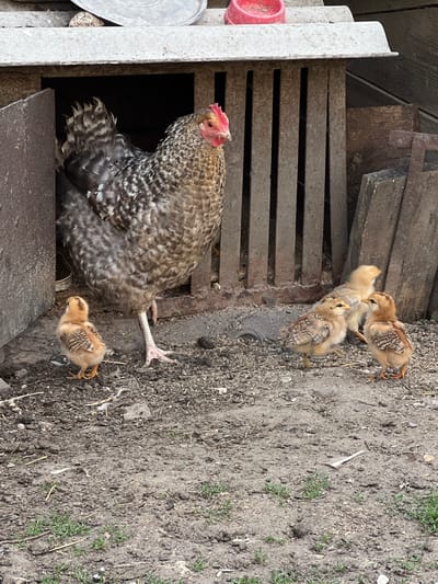 This is a vertically oriented, outdoor, high-angle photograph taken in Vertelka, Ukraine. The scene depicts a hen with her chicks in a farmyard setting. The hen, speckled brown and white, is large and partially obscured by a structure made of weathered, horizontal wooden slats. She has a bright red comb and wattle. Her wings are slightly fanned out, and her tail feathers are prominent. One chick, a fluffy light brown color with darker markings on its wings and back, stands near the hen's tail.
Several other chicks, slightly smaller and lighter in color, are scattered on the ground to the right of the hen. They are also light brown with darker markings. The ground is composed of dirt and small pebbles, with sparse green weeds growing in patches. Behind the hen and to her left, there is a rustic structure with more wooden slats, suggesting a coop or enclosure. A bright red feeder cup is visible on the edge of this structure. The lighting suggests it is daytime, and the weather appears clear. The overall impression is one of a peaceful, domestic farm scene.