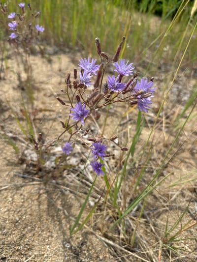 A close-up, eye-level shot focuses on a patch of small, purple flowers with spindly stems. The flowers are the most prominent subject, with several in focus and others blurred in the background. The blossoms have delicate, pointed petals. The plant is growing amidst dry, sandy soil and sparse, green and brown grasses. Some of the grasses are tall and out of focus, creating a soft background. The lighting suggests an outdoor, daytime setting. The image does not depict any people, actions, or interactions. The scene appears to be a natural, undeveloped area, possibly a roadside verge or a patch of wild growth. There is no specific information within the image to place it in the city of Aiyrtau, Kazakhstan.