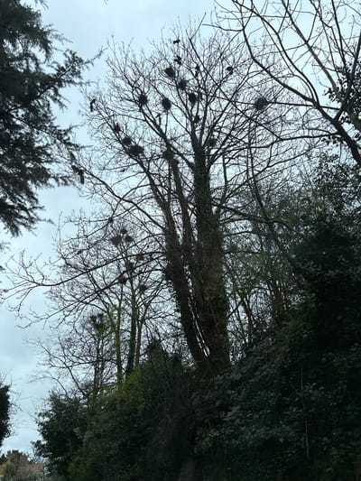 The image presents an outdoor scene located in Ruyton-XI-Towns, United Kingdom, under an overcast sky. The central and right portions are dominated by multiple tall, bare deciduous trees, their intricate, dark branches silhouetted against the pale grey sky. Approximately twelve large, dark, spherical nests are clearly visible within the upper canopy of these leafless trees. Several dark birds, consistent with corvids (rooks or crows), are present: at least five are perched on various branches near the nests, and one bird is captured in mid-flight, wings extended, in the upper-left quadrant of the central tree cluster. To the far left, a dense evergreen conifer tree with dark foliage partially frames the scene. The lower and right sections of the image feature a dense mass of dark green foliage, comprising bushes, smaller trees, and ivy climbing on some tree trunks, indicating a wooded or heavily vegetated embankment. A light-colored building with a reddish roof is faintly discernible in the far lower-left, partially obscured by the foreground vegetation. The lighting is diffuse, characteristic of a cloudy day.