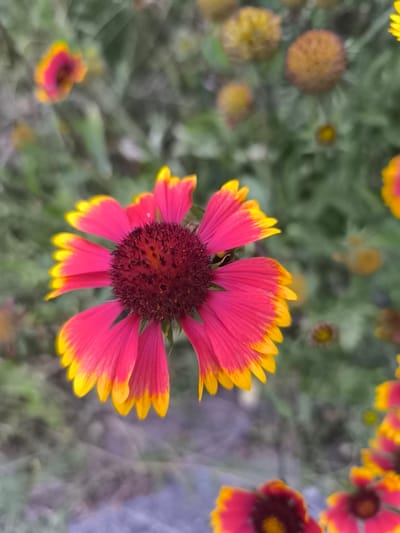 This is a close-up, vertical shot of a single, vibrant flower in full bloom, likely in a garden. The flower's petals are a striking gradient of deep pink at their base, transitioning to a bright yellow at their tips. The center of the flower is a dark, textured burgundy. The background is softly blurred, revealing other flowers and foliage in various stages of bloom, some appearing to be closed or dried. The overall impression is one of natural beauty and the peak of summer flowering. The lighting suggests it could be daytime, possibly late afternoon with diffused light, as there are no harsh shadows. The image conveys a sense of peacefulness and the simple elegance of nature. No text is visible in the image. The provided location context of Bender, Moldova, suggests this flower is likely a native or cultivated species found in that region.