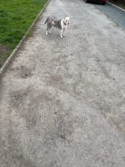 The image shows a paved area in Minsterley, United Kingdom. A gray and white bulldog stands on the pavement. To the left of the pavement is a strip of green grass. A black vehicle is partially visible in the upper left corner. The pavement surface is rough and uneven.