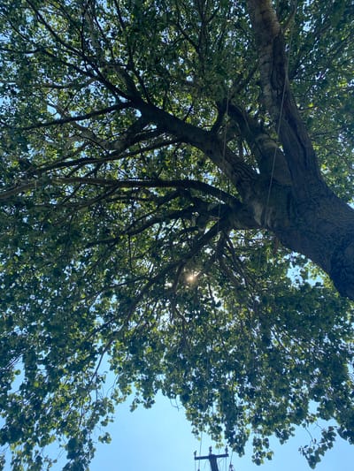 An upward-facing shot captures the dense canopy of a large tree against a clear blue sky, with the sun's rays filtering through the leaves, creating a dappled light effect. The trunk of the tree, with its textured bark, is visible on the right side of the frame, showing several thick branches extending outwards and upwards. Two thin ropes hang vertically from the branches, disappearing out of frame. In the lower right corner, a portion of a telephone pole with insulators is visible. The scene is set in Vasylkiv, Ukraine.