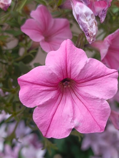 The image displays a close-up, vertical shot of a vibrant pink petunia flower in full bloom. The flower dominates the foreground, its five petals fanning out from a central, dark throat. Delicate veins are visible on each petal, adding texture and detail to the bloom. In the background, several other pink petunias are visible, some in focus and others blurred, creating a soft bokeh effect. Among these, one flower appears to be wilting, its petals a pale, dried lavender color, contrasting with the freshness of the main subject. Green foliage and stems are interspersed throughout the background, suggesting the flowers are growing in a garden or natural setting. The lighting appears to be natural daylight, possibly diffused, as there are no harsh shadows. The overall mood is one of natural beauty and tranquility. There is no visible text in the image. The location context provided is Sukhodol, Russia.