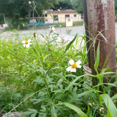 The image shows a close-up of white flowers with yellow centers growing amidst green foliage. In the background, a light-colored building with a brown roof is visible, suggesting an urban or suburban setting. A rusty metal pole stands to the right of the flowers, partially obscuring the background. The overall scene is outdoors, with lush greenery dominating the foreground and midground.
