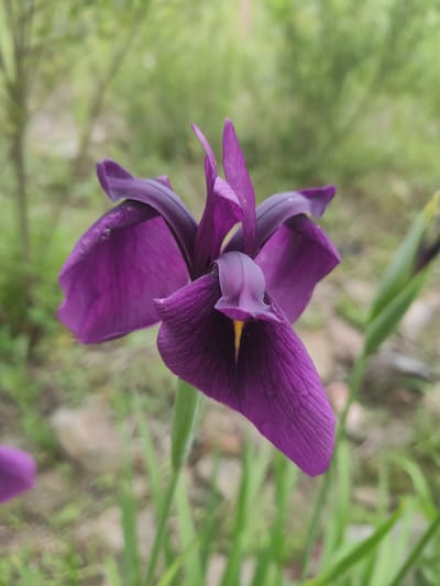 This media file features a close-up, slightly angled view of a single, vibrant purple iris flower in full bloom. The flower dominates the foreground, with its petals displaying intricate veining and a delicate shimmer, suggesting dew or water droplets. The center of the iris has a subtle yellow marking. The background is softly blurred, with hints of green foliage and some lighter, earthy tones, suggesting an outdoor garden or natural setting. The lighting appears to be natural, likely daylight, as there are no harsh shadows. The overall impression is one of natural beauty and tranquility. There is no visible text in the image. The location context is Prokhladnoye, Russia.