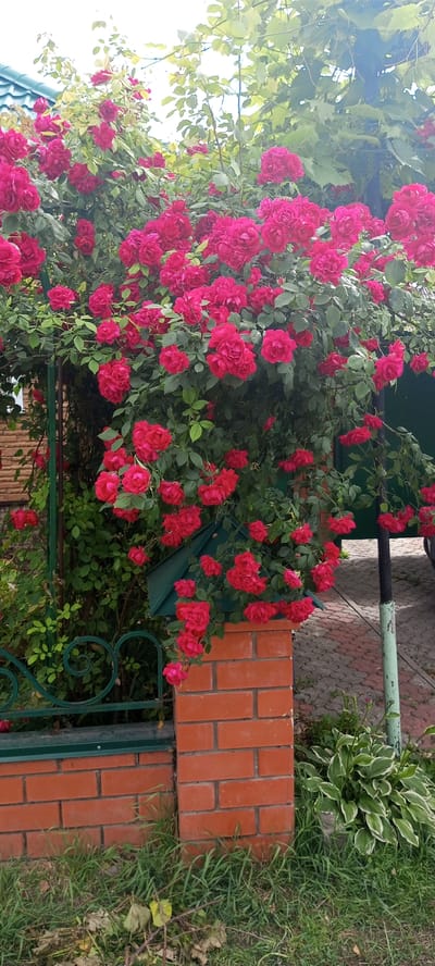 This image depicts a vibrant cluster of deep pink roses in full bloom, cascading over a brick pillar and a green metal fence. The roses are densely packed, with some blooms appearing as tightly furled buds and others as fully opened, multi-petaled flowers. They are interspersed with lush green leaves. Behind the roses, a glimpse of a building with a dark, sloped roof is visible, along with a vine-covered structure or trellis. The foreground features a brick fence with decorative green metalwork and grassy ground with fallen leaves. In the background, a paved area and a light-colored pole are partially visible. The overall scene suggests a garden setting.