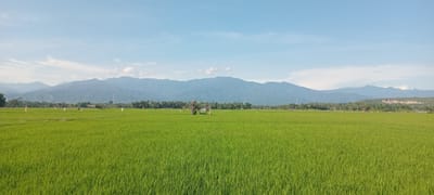 The image depicts a wide, vibrant green rice paddy field under a clear, light blue sky with scattered white clouds. A mountain range forms the backdrop, its peaks a hazy blue. In the middle distance, a small structure, possibly a shelter, is situated in the field. Sparse vegetation, including palm trees, lines the edge of the field, marking a transition towards the mountains. The scene is located in Jurongbinje, Indonesia.