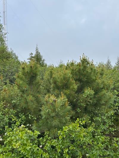 The image shows a dense forest with several pine trees in the foreground. The pine trees are green and appear to be healthy, with some cones visible. The forest floor is covered with various types of vegetation, including shrubs and smaller plants. In the background, a large metal tower can be seen, along with power lines stretching across the sky. The sky is overcast, suggesting a cloudy day. The scene is located in the Anosovskii district of Russia. There are no people or animals visible in the image. The overall impression is of a natural, somewhat wild environment.