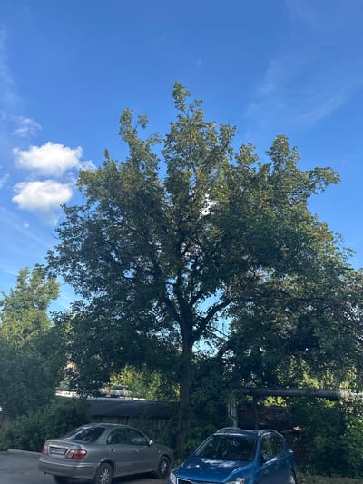 In the city of Lyudinovo, Russia, a full-frame outdoor vertical shot captures a view of two parked cars beneath a large, mature tree with dense foliage. The sky above is a vibrant blue, dotted with sparse white clouds. On the left side of the image, a silver sedan is parked, its license plate reading "K 560PX 40". To its right, a blue SUV is partially visible. The background reveals a wooden fence and what appear to be industrial pipes running horizontally above a low-lying structure, suggesting an urban or semi-industrial setting. The overall scene depicts a typical day with parked vehicles and natural elements.